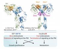 Choi Lab research figure 2